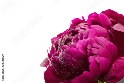 Floral spring background. Red peonie and petals on white background. Close-up. Soft focus. Nature