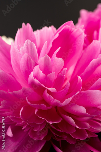 Floral spring background. Red peonies and petals. Close-up. Soft focus. Nature
