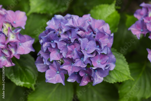 Close-up of beautiful hydrangea flowers in the garden that blooms in early summer.