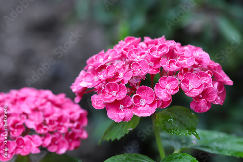 Close-up of beautiful hydrangea flowers in the garden that blooms in early summer.