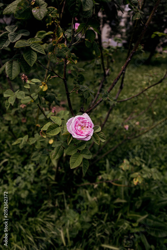 A pink garden rose, presumably from the damask or centifolia group. Rose Cloudy Summer Day