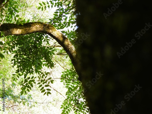 Foto A moss‑covered branch cuts diagonally across the frame, a living stroke surrounded by lush greenery