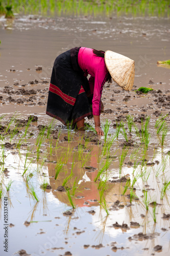 THAKHEK, LAOS – A woman in a conical hat plants rice seedlings in a flooded paddy near Thakhek, continuing traditional farming methods that sustain rural Laotian communities.