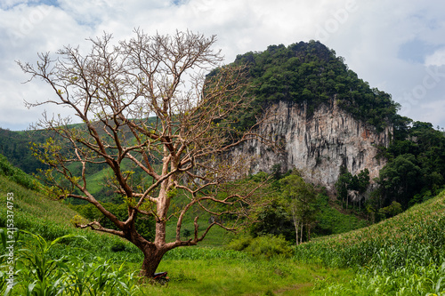 VANG VIENG, LAOS – A solitary tree stands before a massive karst limestone cliff near Vang Vieng, where dramatic geological formations create an extraordinary Southeast Asian landscape.