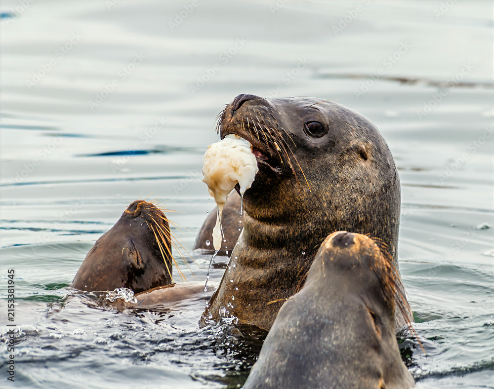 Fototapeta premium A close up view of a sea lion emerging from under the water with food in Paracas Bay, Peru in the dry season