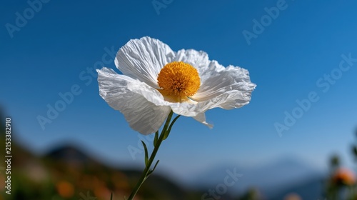 Majestic matilija poppy bloom against a vivid blue sky backdrop