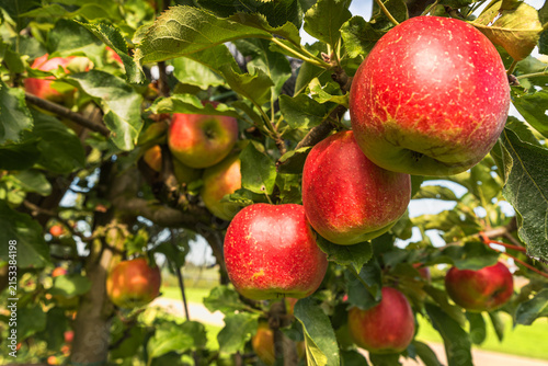 Close-up of ripe red apples (Malus domestica) hanging from tree branches, Thurgau, Switzerland. The fresh fruit is ready for harvest and represents fresh, healthy food and seasonal fruit production.