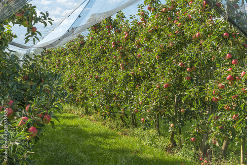 Apple orchard with ripe red apples (Malus domestica) protected by a hail net, Thurgau, Switzerland