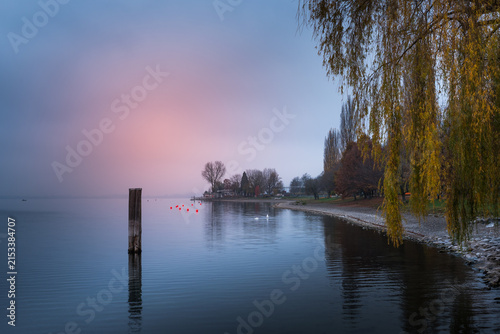 Misty lakeshore with willow tree and swans on Lake Constance, Sipplingen, Germany