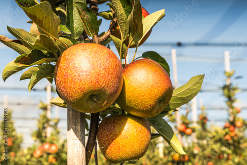 Close-up of ripe red apples (Malus domestica) hanging from tree branches, Kressbronn, Lake Constance, Germany