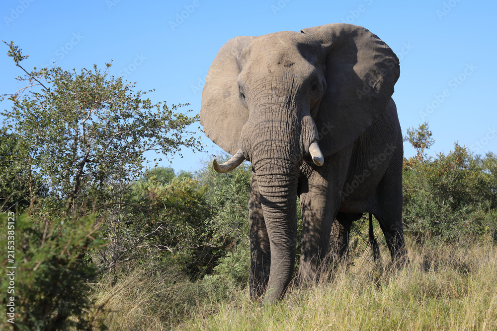 Fototapeta premium Afrikanischer Elefant / African elephant / Loxodonta africana