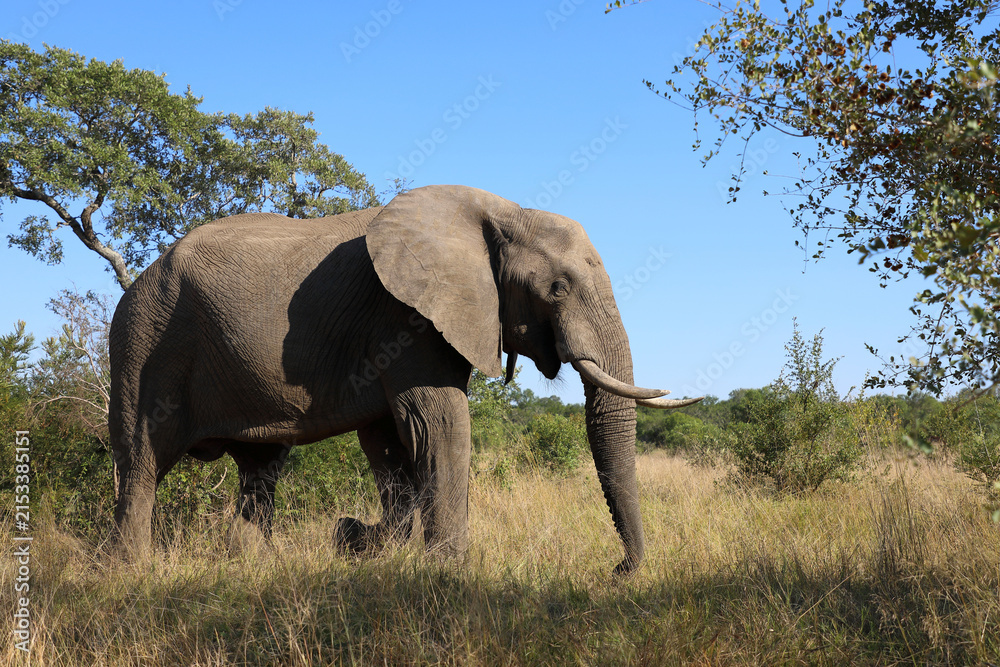 Obraz premium Afrikanischer Elefant / African elephant / Loxodonta africana
