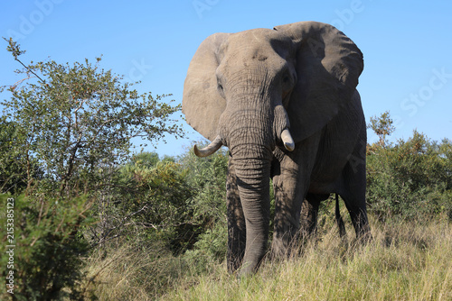 Canvas Print Afrikanischer Elefant / African elephant / Loxodonta africana