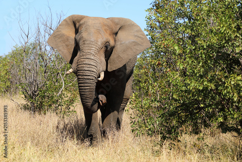 Photography Afrikanischer Elefant / African elephant / Loxodonta africana