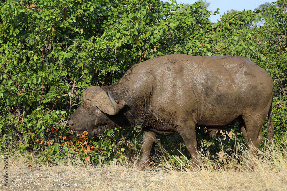 Fototapeta premium Kaffernbüffel / African buffalo / Syncerus caffer