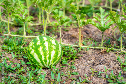 Small watermelons growing in garden