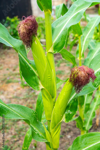 Corn plant with developing ears in garden