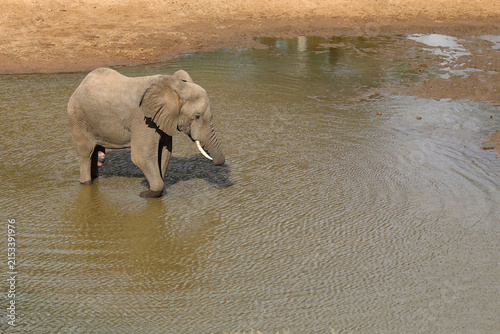 Afrikanischer Elefant / African elephant / Loxodonta africana