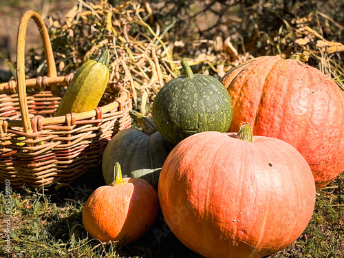 ripe pumpkins of various shapes and varieties are collected in the backyard