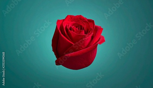 a rose of a red flower isolated in a gradient background