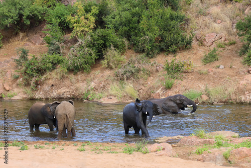 Canvastavla Afrikanischer Elefant im Mphongolo River/ African elephant in the Mphongolo Rive