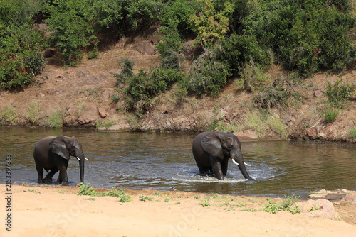 Konstfotografi Afrikanischer Elefant im Mphongolo River/ African elephant in the Mphongolo Rive