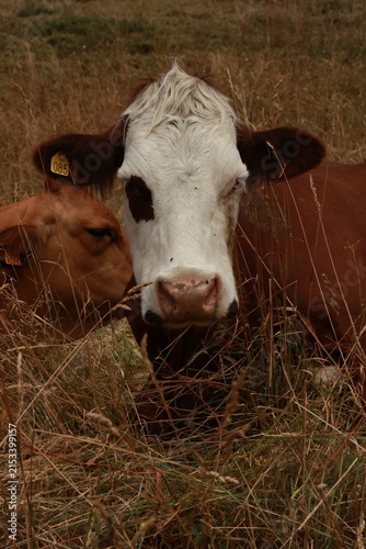 Photography Red cows grazing peacefully on a green mountain pasture surrounded by beautiful alpine landscape