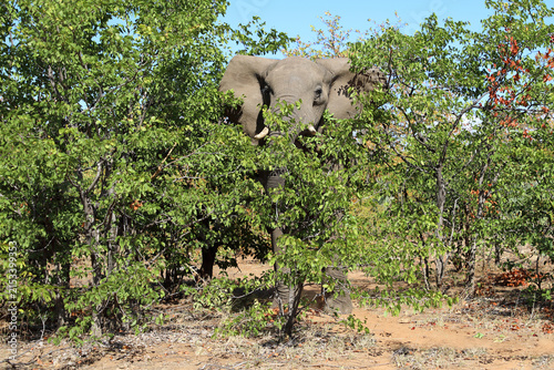 Photography Afrikanischer Elefant / African elephant / Loxodonta africana