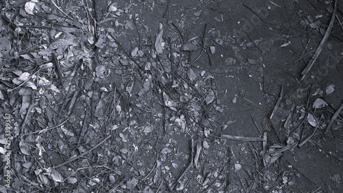 фотографія A black-and-white photo featuring the ground strewn with stems and leaves and displaying organic textures is perfect for a dramatic, natural, and gritty grunge background
