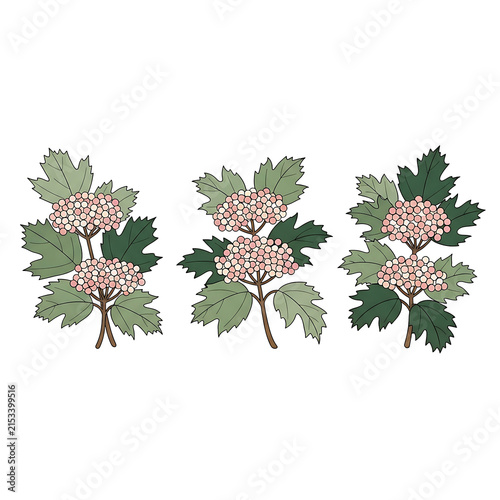 Elegant botanical viburnum illustration featuring clusters of pink berry branches with green leaves on a white background
