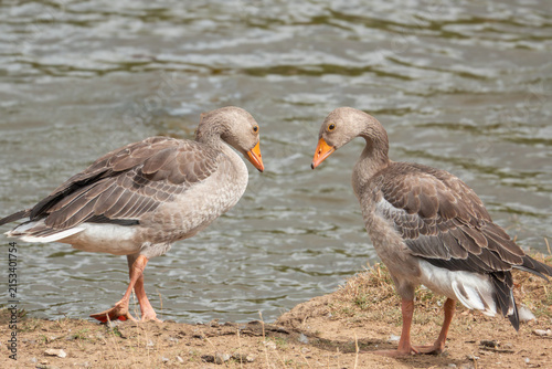 Canvastavla Two wild greylag geese near freshwater, featuring detailed plumage, orange bills and natural behaviour