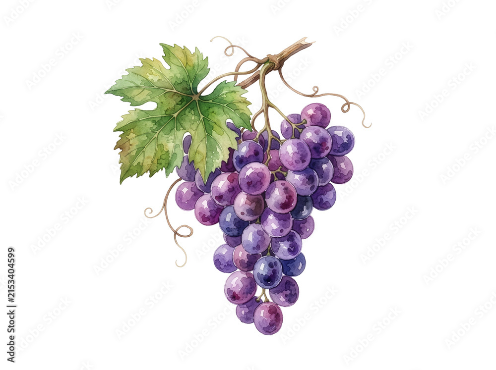 Naklejka premium Purple grapes hang from a vine stem with a green leaf in watercolor illustration.