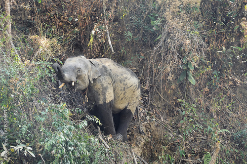 Photography Baby asian elephant stranded in a cliff