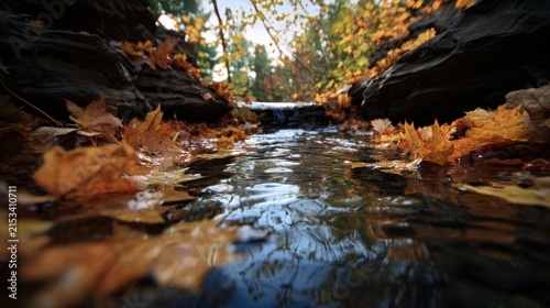 Autumn leaves floating in flowing stream water