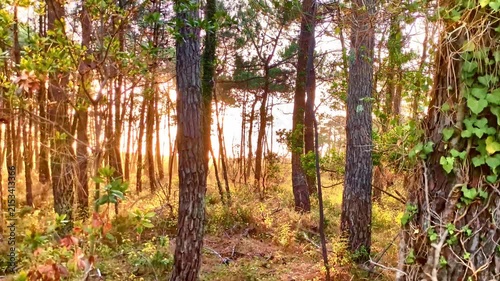 golden hour sunlight filters through tall pine trees, dappled light on forest floor, autumn colors, woodland nature, outdoor photography, warm lighting, france