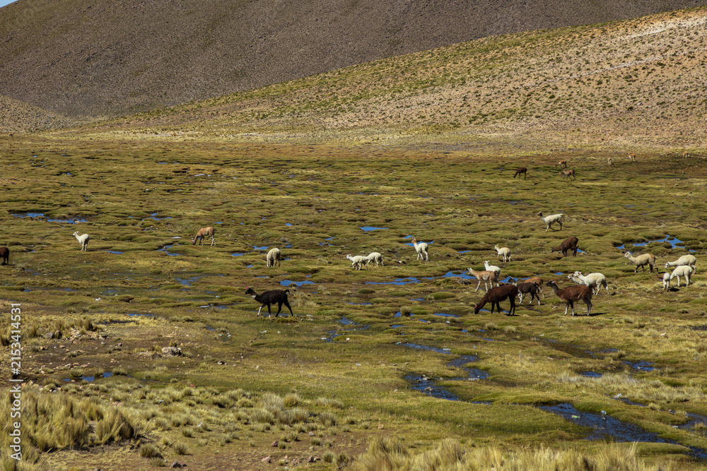 Obraz premium Alpacas grazing across the highland plains near Salinas and Aguada Blanca, Peru