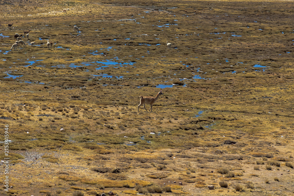Obraz premium Alpacas grazing across the highland plains near Salinas and Aguada Blanca, Peru