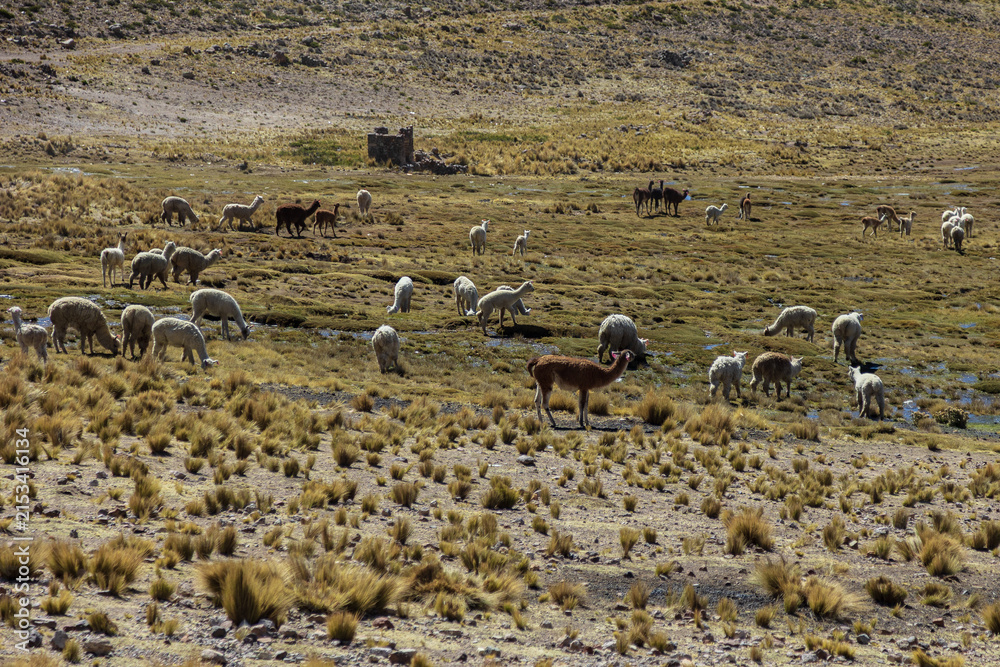 Obraz premium Alpacas grazing across the highland plains near Salinas and Aguada Blanca, Peru