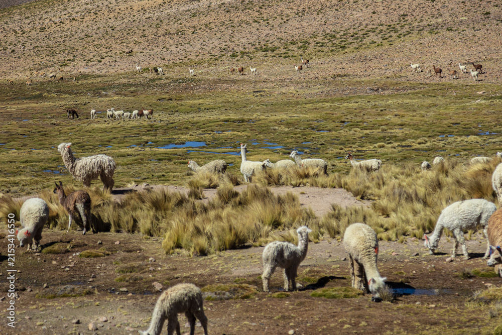 Obraz premium Alpacas grazing across the highland plains near Salinas and Aguada Blanca, Peru
