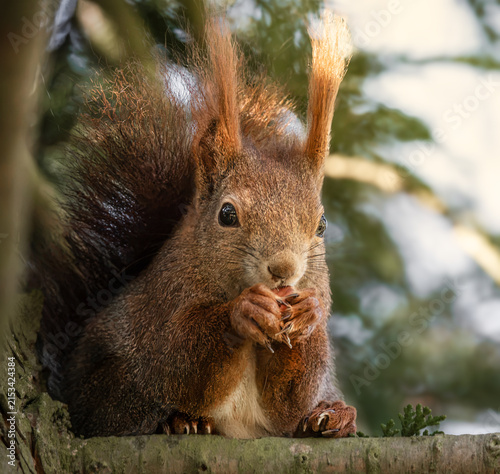 Fressendes Eichhörnchen im sonnigen Baum