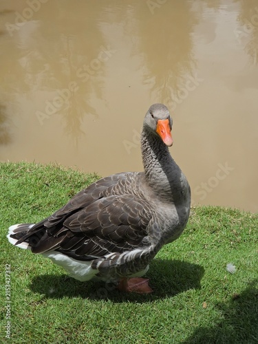 фотографія goose on the lake