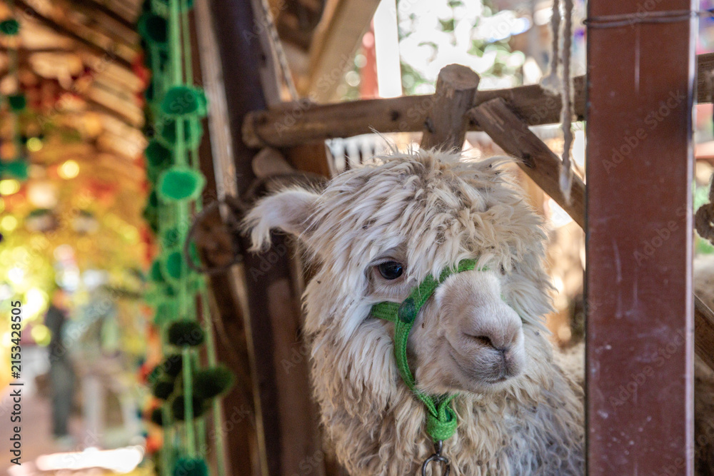 Naklejka premium Alpacas in a textile craft shop, Chincheros in Cusco