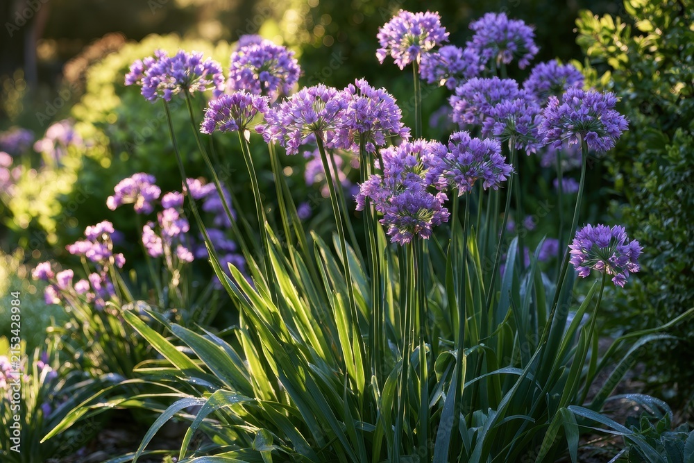 Obraz premium Society garlic in a sunlit garden border with purple flower clusters and long green leaves