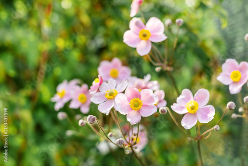Vibrant pink Japanese anemone flowers blooming in a garden. Beautiful natural floral concept under sunny light.
