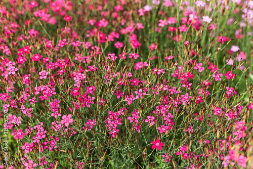 Densely blooming pink Dianthus deltoides flowers in summer. Beautiful maiden pink floral texture under natural sunlight.