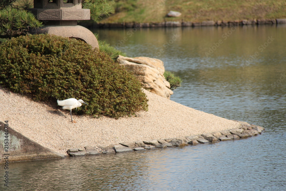 Naklejka premium white egret in a park in okayama in japan 
