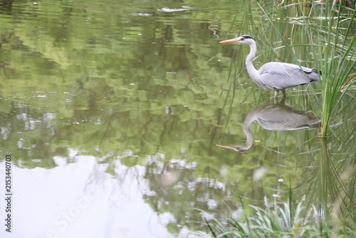 Obraz na plátně grey heron in a park in tokyo in japan