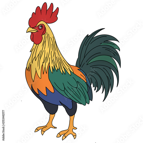 cock and rooster