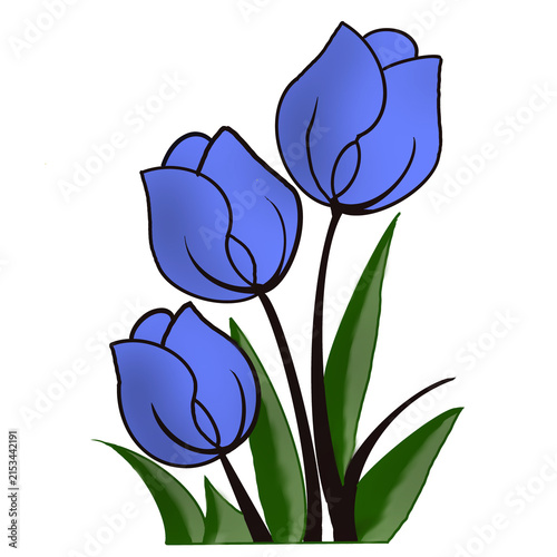 vector illustration of a tulip