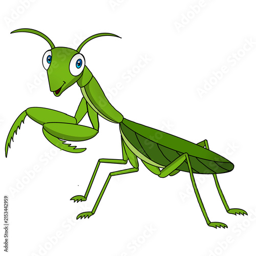 green praying mantis